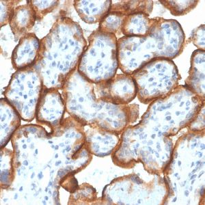 Formalin-fixed, paraffin-embedded human Placenta stained with VISTA Monospecific Mouse Monoclonal Antibody (VISTA/3007).