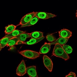 Immunofluorescence Analysis of HeLa cells using SET Mouse Monoclonal Antibody (PCRP-SET-1C6) followed by goat anti-mouse IgG-CF488 (green). CF640A phalloidin (red).