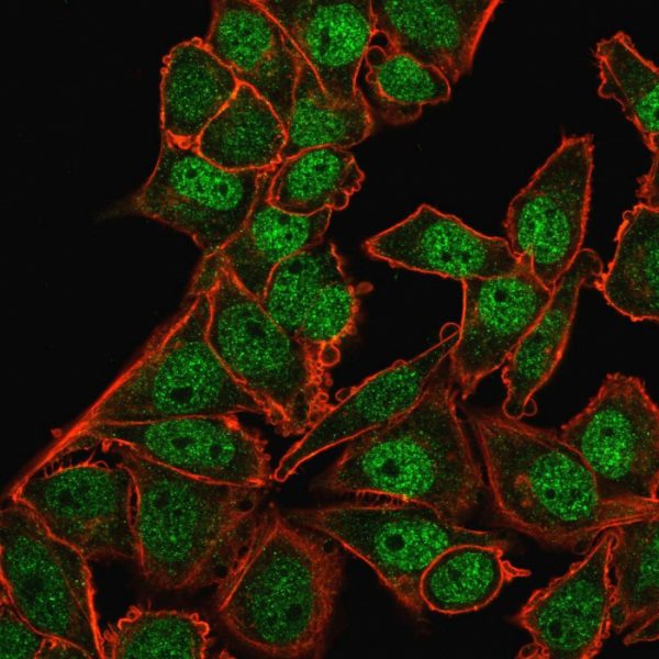 Immunofluorescence Analysis of PFA-fixed HeLa cells labeling BMI1 with BMI1 Mouse Monoclonal Antibody (BMI1/2823) followed by Goat anti-Mouse IgG-CF488 (Green). Membrane is labeled with Phalloidin.