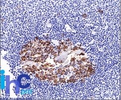 Formalin-fixed, paraffin-embedded normal human spleen tissue stained with CDw75 Mouse Monoclonal Antibody (LN-1).