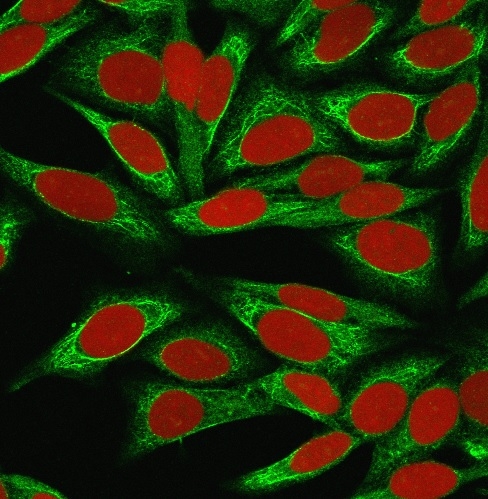 Immunofluorescence Analysis of MeOH-fixed HeLa cells labeled with CDw75 Mouse Monoclonal Antibody (LN-1) followed by goat anti-Mouse IgG-CF488 (Green). The nuclear counterstain is Reddot (Red).