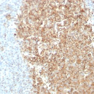 Formalin-fixed, paraffin-embedded normal human spleen tissue stained with CDw75 Mouse Monoclonal Antibody (ZB55).
