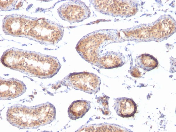 Formalin-fixed, paraffin-embedded human Testis stained with gp100 Mouse Monoclonal Antibody (PMEL/783).