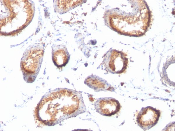 Formalin-fixed, paraffin-embedded human Testis stained with gp100 / Melanosome Monoclonal Antibody (HMB45 + PMEL/783).