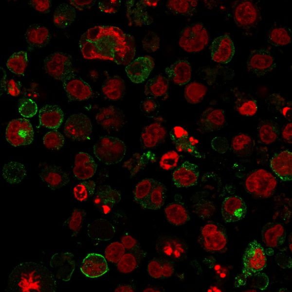 Immunofluorescence staining of K562 cells using GLUT-1 Mouse Monoclonal Antibody (GLUT1/2475) followed by goat anti-Mouse IgG conjugated to CF488 (green). Nuclei are stained with Reddot.