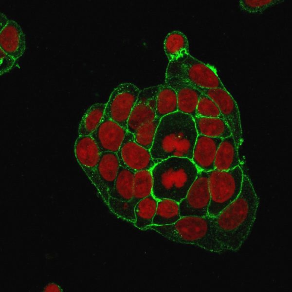 Immunofluorescence staining of MCF-7 cells using GLUT-1 Mouse Monoclonal Antibody (GLUT1/2476) followed by goat anti-Mouse IgG conjugated to CF488 (green). Nuclei are stained with Reddot.