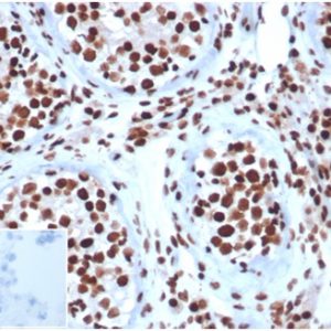 Formalin-fixed, paraffin-embedded human testis stained with INI-1Mouse Monoclonal Antibody (SMARCB1/3984) at 2ug/ml. Inset: PBS instead of primary antibody, secondary negative control.