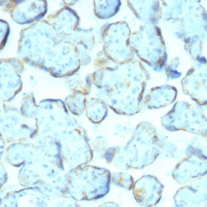 Formalin-fixed, paraffin-embedded human Placenta stained with Superoxide Dismutase 1 Mouse Monoclonal Antibody (SOD1/2089).