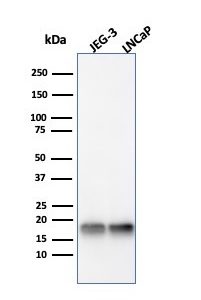 Western Blot Analysis of JEG-3 and LNCaP cell lysates using Superoxide Dismutase 1 Mouse Monoclonal Antibody (SOD1/4331).