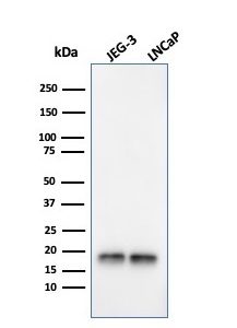 Western Blot Analysis of JEG-3 and LNCaP cell lysates using Superoxide Dismutase 1 Mouse Monoclonal Antibody (SOD1/3924).