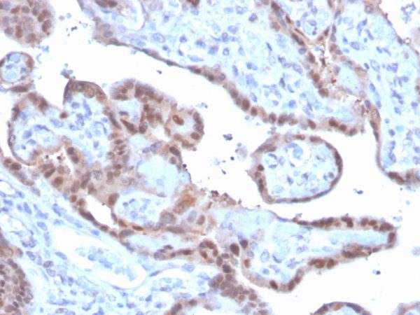 Formalin-fixed, paraffin-embedded human placenta stained with Superoxide Dismutase 1 Mouse Monoclonal Antibody (SOD1/3926).