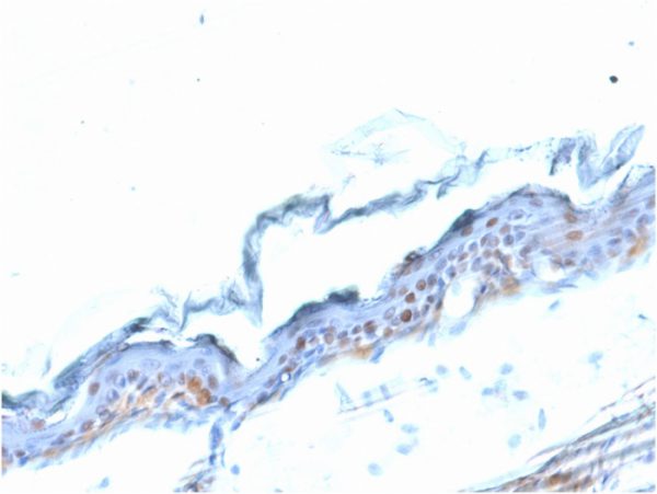 Formalin-fixed, paraffin-embedded MouseStomach stained with SOX2 Mouse Monoclonal Antibody (SOX2/1791).