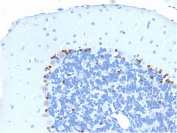 Formalin-fixed, paraffin-embedded MouseBrain stained with SOX2 Mouse Monoclonal Antibody (SOX2/1791).