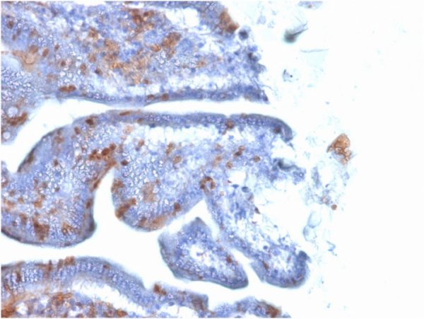 Formalin-fixed, paraffin-embedded MouseIntestine stained with SOX2 Mouse Monoclonal Antibody (SOX2/1791).