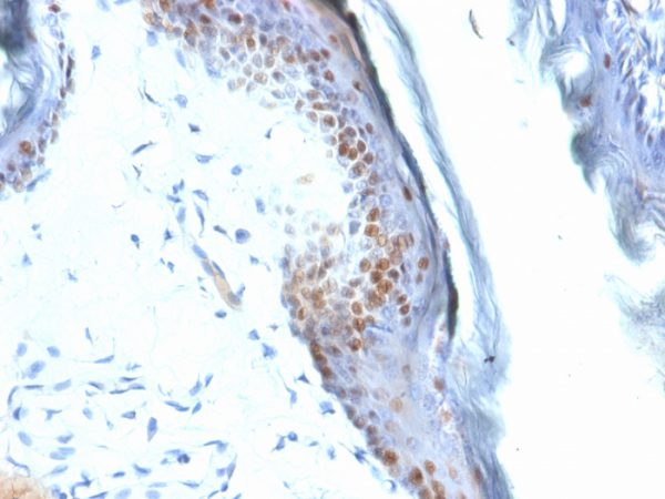 Formalin-fixed, paraffin-embedded Mouse Stomach stained with SOX2 Mouse Monoclonal Antibody (SOX2/1792).