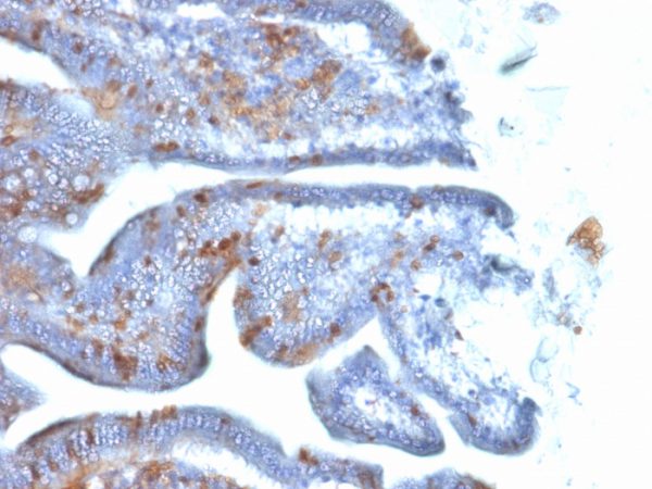 Formalin-fixed, paraffin-embedded Mouse Intestine stained with SOX2 Mouse Monoclonal Antibody (SOX2/1792).
