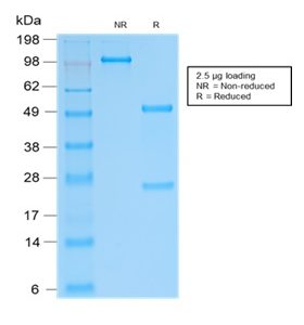 SDS-PAGE Analysis of Purified SOX9 Recombinant Rabbit Monoclonal Antibody (SOX9/2287R). Confirmation of Integrity and Purity of the Antibody.