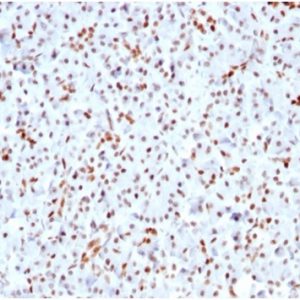 Formalin-fixed, paraffin-embedded human pancreas stained with SOX9 Recombinant Rabbit Monoclonal Antibody SOX9/3141R).