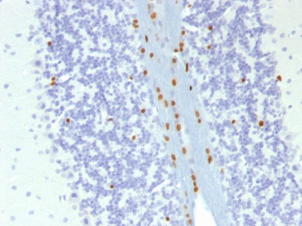 Formalin-fixed, paraffin-embedded mouse brain stained with SOX10 Mouse Monoclonal Antibody (SOX10/1074).