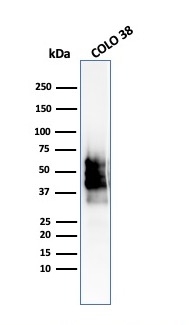 Western Blot Analysis of COLO-38 cell lysate using  SOX10-Monospecific Recombinant Rabbit Monoclonal Antibody (SOX10/2311R).