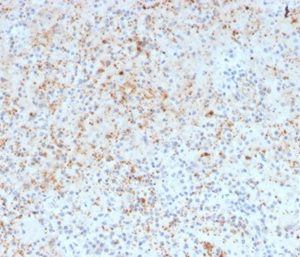 Formalin-fixed, paraffin-embedded human spleen stained with SPARC / Osteonectin Mouse Monoclonal Antibody (OSTN/3932).