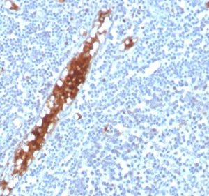 Formalin-fixed, paraffin-embedded human tonsil stained with SPARC / Osteonectin Mouse Monoclonal Antibody (OSTN/3304). HIER: Tris/EDTA, pH9.0, 45min. 2 °: HRP-polymer, 30min. DAB, 5min.