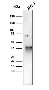 Western blot analysis of JEG-3 cell lysate using SPARC / Osteonectin Mouse Monoclonal Antibody (OSTN/3759).
