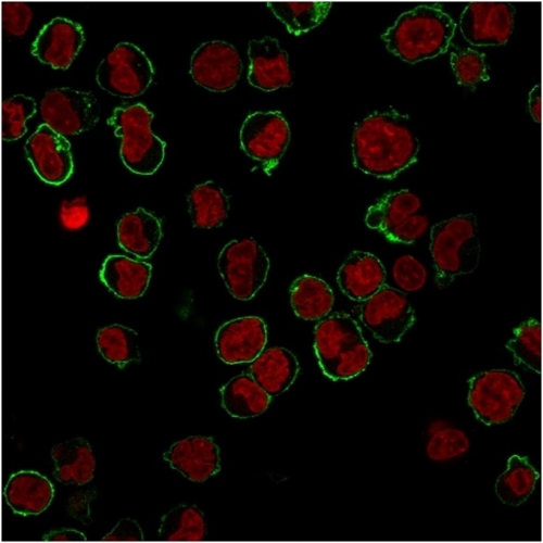 Immunofluorescence Analysis of K562 cells labeling CD43 with CD43 Mouse Monoclonal Antibody (DF-T1) followed by goat anti-mouse IgG-CF488 (green). Nuclear counterstain is NucSpot Live 650.