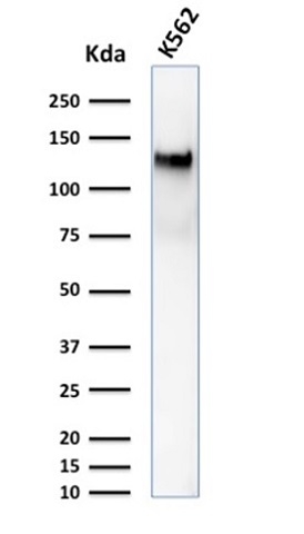 Western blot analysis of K562 cell lysate using CD43 Mouse Monoclonal Antibody (DF-T1).