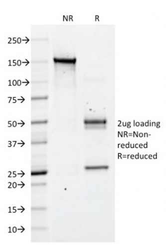 SDS-PAGE Analysis of Purified CD43 Mouse Monoclonal Antibody (DF-T1) Confirmation of Integrity and Purity of Antibody.