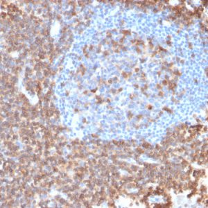 Formalin-fixed, paraffin-embedded human Lymph Node stained with CD43 Mouse Recombinant Monoclonal Antibody (rSPN/839).