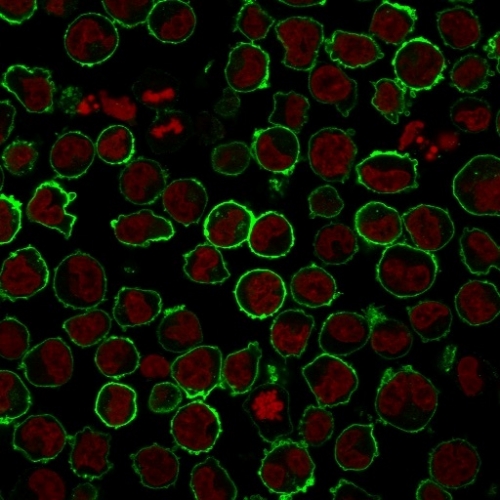 Immunofluorescence Analysis of K562 cells labeling CD43 with CD43 Mouse Recombinant Monoclonal Antibody (rSPN/839) followed by Goat anti-Mouse IgG-CF488 (Green). The nuclear counterstain is Redot.