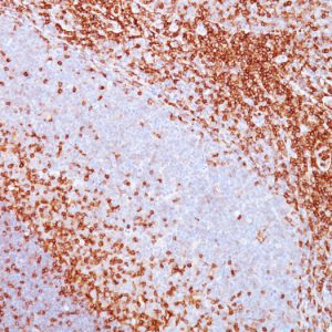Formalin-fixed, paraffin-embedded human tonsil stained with CD43 Mouse Monoclonal Antibody (SPM503).