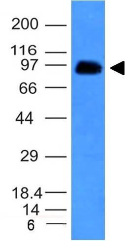 Western Blot Analysis of human Spleen lysate using CD43 Monoclonal Antibody (SPN/839).