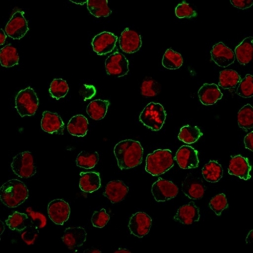 Immunofluorescence Analysis of K562 cells labeling CD43 with CD43 Monoclonal Antibody (SPN/839) followed by Goat anti-Mouse IgG-CF488 (Green). The nuclear counterstain is NucSpot® Live 650.