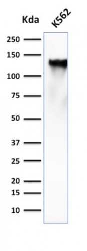 Western Blot Analysis of K562 cell lysate using CD43 Mouse Monoclonal Antibody (SPN/839).