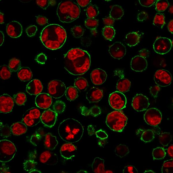Immunofluorescence Analysis of K562 cells labeling CD43 with CD43 Monoclonal Antibody (84-3C1) followed by Goat anti-Mouse IgG-CF488 (Green). The nuclear counterstain is NucSpot¬Æ.