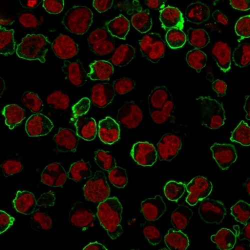 Immunofluorescence Analysis of K562 cells labeling CD43 with CD43 Monoclonal Antibody (Bra7G) followed by Goat anti-Mouse IgG-CF488 (Green). The nuclear counterstain is NucSpot¬Æ.