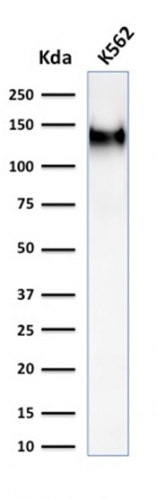Western Blot Analysis of K562 cell lysate using CD43 Mouse Recombinant Monoclonal Antibody (rSPN/1094). Recombinant CD43 (T-Cell Marker) Antibody - Image 4