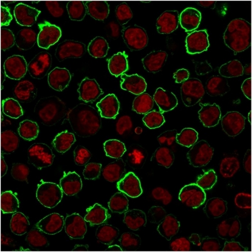 Immunofluorescent staining of K562 cells. CD43 Mouse Recombinant Monoclonal Antibody (rSPN/1094). The nuclear counterstain is Reddot (Red) Recombinant CD43 (T-Cell Marker) Antibody - Image 5