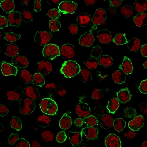 Immunofluorescence Analysis of K562 cells labeling CD43 with CD43 Rabbit Recombinant Monoclonal Antibody (SPN/1766R) followed by Goat anti-Rabbit- IgG-CF488 (Green). The nuclear counterstain is NucSpot®. Recombinant CD43 (T-Cell Marker) Antibody - Image 3