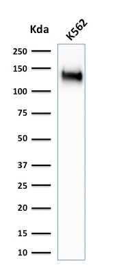 Western Blot Analysis of K562 cell lysate using CD43 Rabbit Recombinant Monoclonal Antibody (SPN/1766R). Recombinant CD43 (T-Cell Marker) Antibody - Image 4