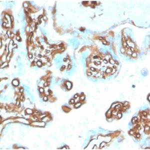 Formalin-fixed, paraffin-embedded human placenta stained with Fodrin, alpha Mouse Monoclonal Antibody (SPTAN1/3505).