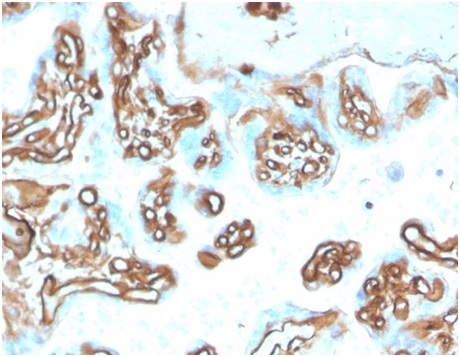 Formalin-fixed, paraffin-embedded human placenta stained with Fodrin, alpha Mouse Monoclonal Antibody (SPTAN1/3505).