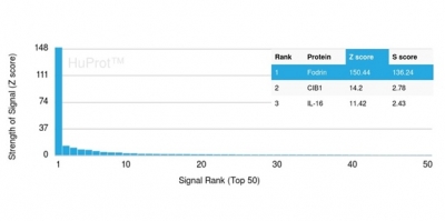 Analysis of Protein Array containing more than 19,000 full-length human proteins using Monospecific Mouse Monoclonal Antibody (SPTAN1/3505) to Fodrin, alpha. Z- and S- Score: The Z-score represents the strength of a signal that a monoclonal antibody (MAb) (in combination with a fluorescently-tagged anti-IgG secondary antibody) produces when binding to a particular protein on the HuProtTM array. Z-scores are described in units of standard deviations (SD's) above the mean value of all signals generated on that array. If targets on HuProtTM are arranged in descending order of the Z-score, the S-score is the difference (also in units of SD's) between the Z-score. S-score therefore represents the relative target specificity of a MAb to its intended target.  A MAb is considered to specific to its intended target, if the MAb has an S-score of at least 2.5. For example, if a MAb binds to protein X with a Z-score of 43 and to protein Y with a Z-score of 14, then the S-score for the binding of that MAb to protein X is equal to 29.