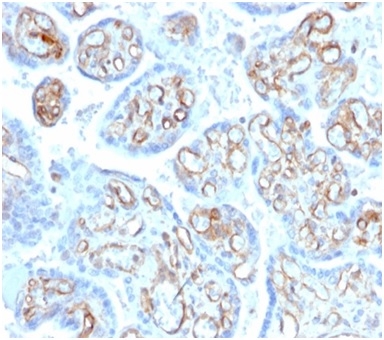 Formalin-fixed, paraffin-embedded human placenta stained with Fodrin, alpha Mouse Monoclonal Antibody (SPTAN1/3506). Fodrin / Alpha Spectrin II (SPTAN1) / NEAS Antibody