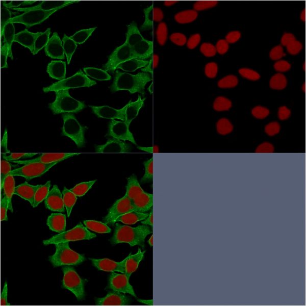 Confocal Immunofluorescence of HeLa cells. Spectrin beta III Monoclonal Antibody (SPTBN2/1583) labeled with CF488 (Green). Reddot is used to label the nuclei.