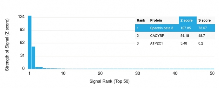 Analysis of Protein Array containing more than 19,000 full-length human proteins using Spectrin beta III Mouse Monoclonal Antibody (SPTBN2/1583). Z- and S- Score: The Z-score represents the strength of a signal that a monoclonal antibody (MAb) (in combination with a fluorescently-tagged anti-IgG secondary antibody) produces when binding to a particular protein on the HuProtTM array. Z-scores are described in units of standard deviations (SDÂ’s) above the mean value of all signals generated on that array. If targets on HuProtTM are arranged in descending order of the Z-score, the S-score is the difference (also in units of SDÂ’s) between the Z-score. S-score therefore represents the relative target specificity of a MAb to its intended target. A MAb is considered to specific to its intended target, if the MAb has an S-score of at least 2.5. For example, if a MAb binds to protein X with a Z-score of 43 and to protein Y with a Z-score of 14, then the S-score for the binding of that MAb to protein X is equal to 29. Spectrin beta III (SPTBN2) Antibody - Image 7