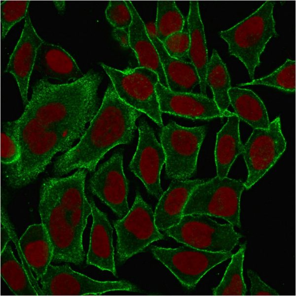 Immunofluorescence Analysis of MeOH-fixed HeLa cells labeling Spectrin beta III with Spectrin beta III Mouse Monoclonal Antibody (SPTBN2/1778) followed by Goat anti-Mouse IgG-CF488 (Green). The nuclear counterstain is Reddot (Red).
