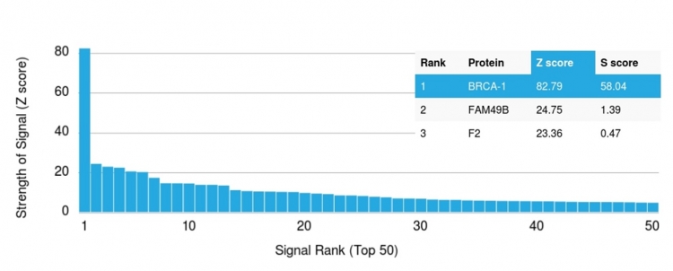 Analysis of Protein Array containing more than 19,000 full-length human proteins using BRCA-1 Mouse Monoclonal Antibody (BRCA1/2986) Z- and S- Score: The Z-score represents the strength of a signal that a monoclonal antibody (Monoclonal Antibody) (in combination with a fluorescently-tagged anti-IgG secondary antibody) produces when binding to a particular protein on the HuProtTM array. Z-scores are described in units of standard deviations (SD's) above the mean value of all signals generated on that array. If targets on HuProtTM are arranged in descending order of the Z-score, the S-score is the difference (also in units of SD's) between the Z-score. S-score therefore represents the relative target specificity of a Monoclonal Antibody to its intended target. A Monoclonal Antibody is considered to specific to its intended target, if the Monoclonal Antibody has an S-score of at least 2.5. For example, if a Monoclonal Antibody binds to protein X with a Z-score of 43 and to protein Y with a Z-score of 14, then the S-score for the binding of that Monoclonal Antibody to protein X is equal to 29. BRCA1 (Breast Marker) Antibody